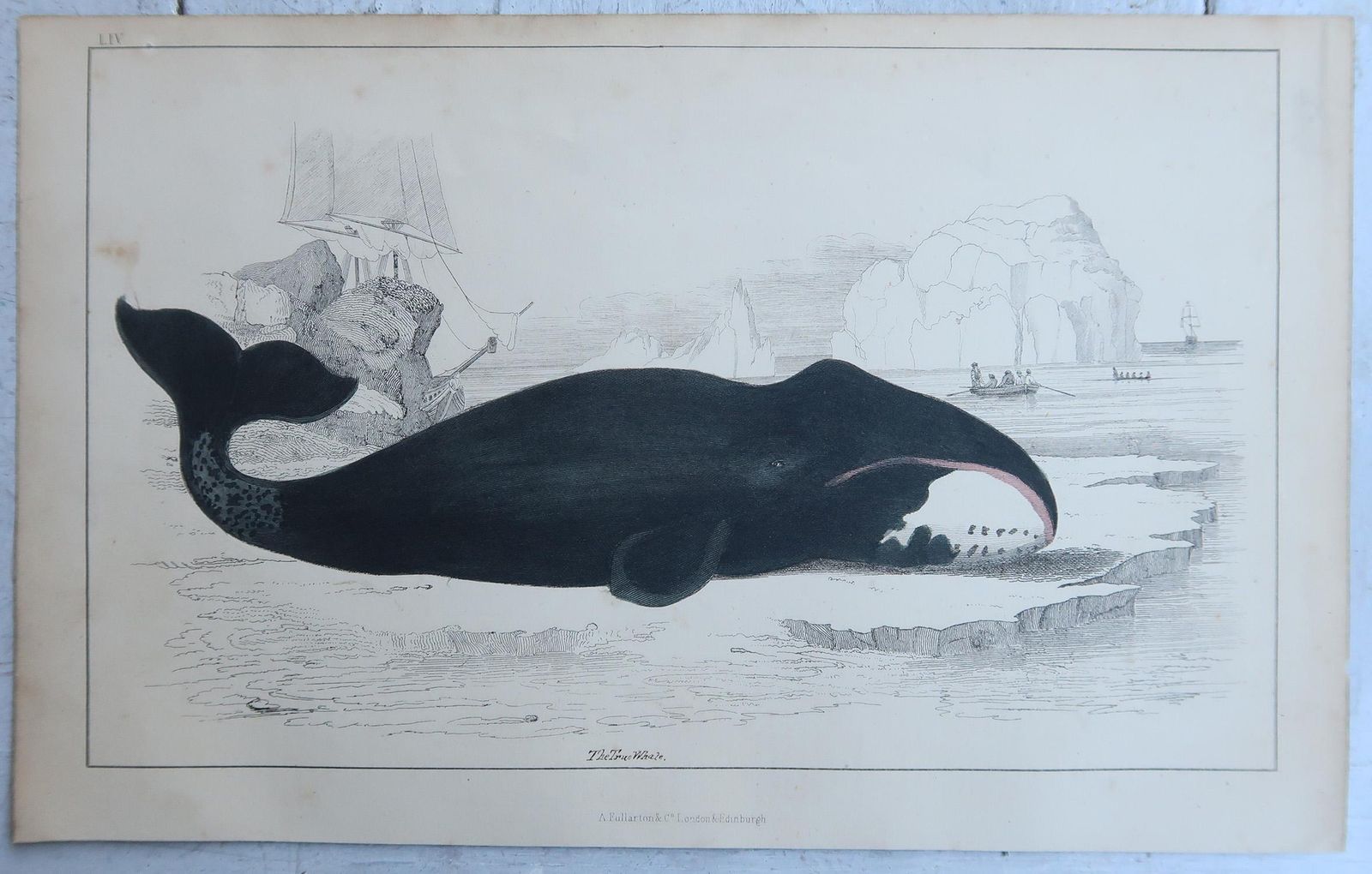 Original Antique Prints Of Whales And Dolphins, 1847 photo furniture