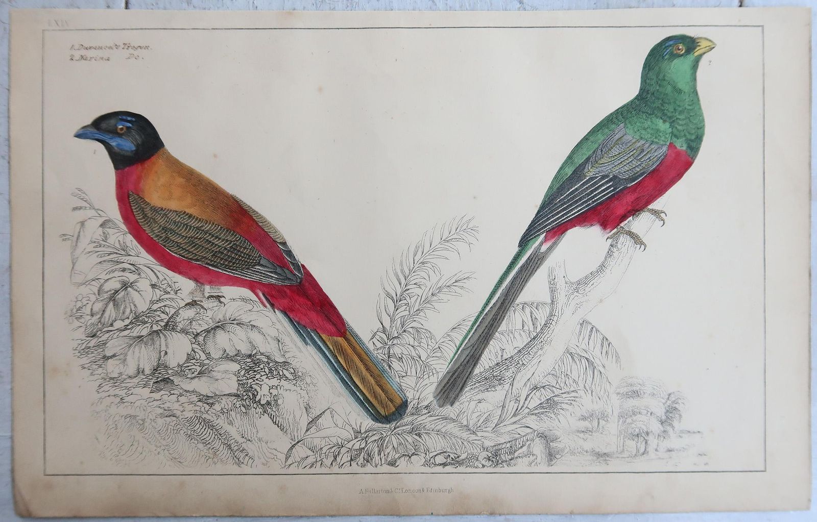 Original Antique Bird Prints, Trogons And Purple Headed Pigeons. 1847 photo furniture