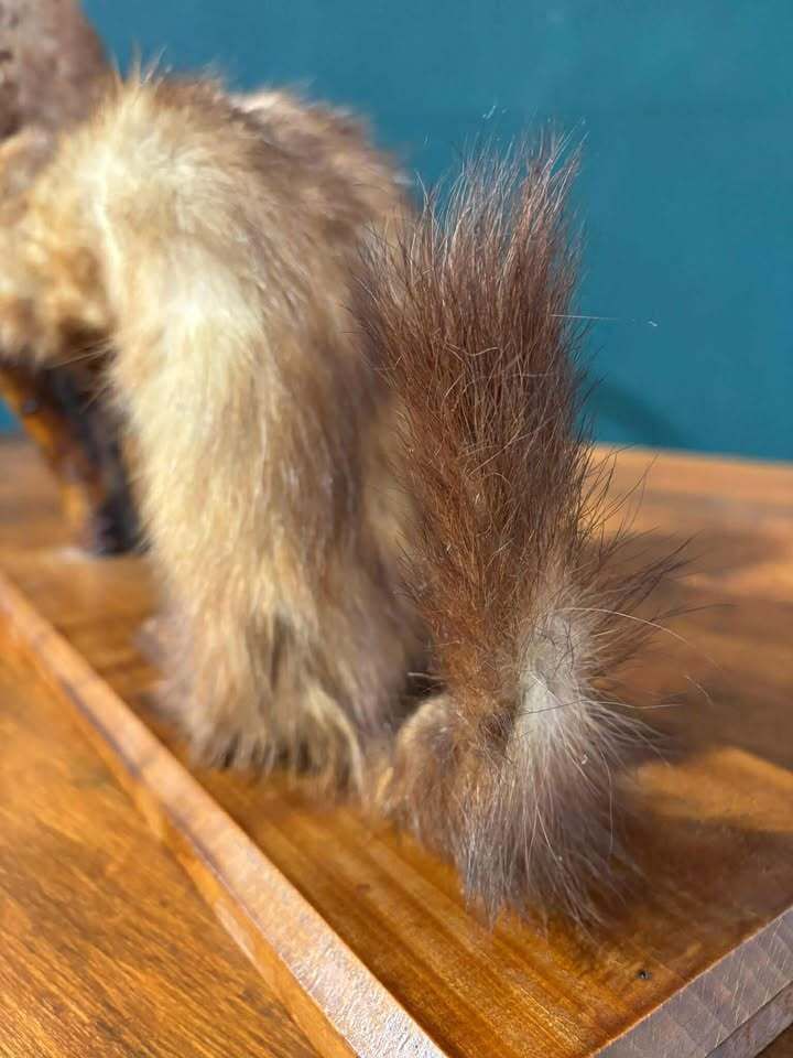 Taxidermy Of A Pole Cat photo furniture