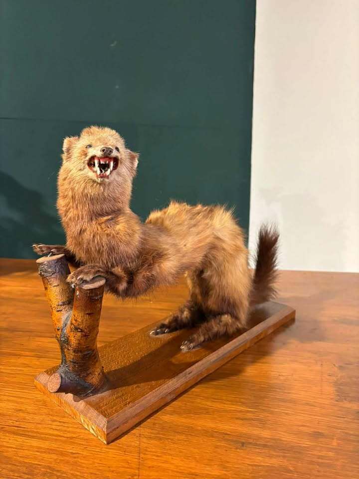Taxidermy Of A Pole Cat
