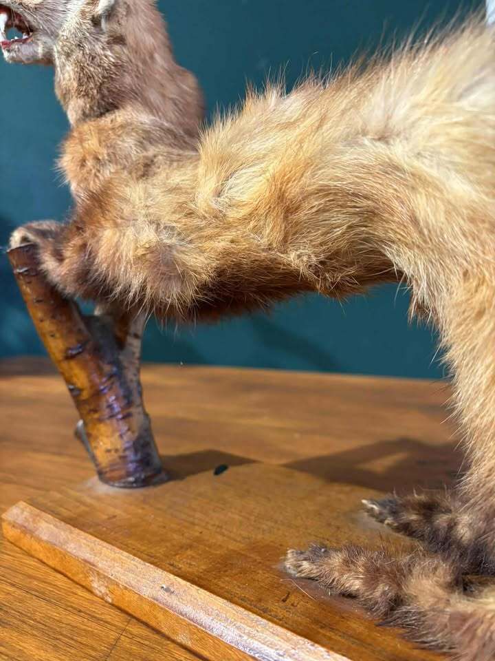 Taxidermy Of A Pole Cat photo vinterior