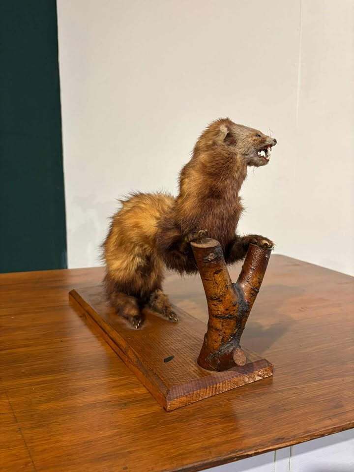 photo for sale Taxidermy Of A Pole Cat