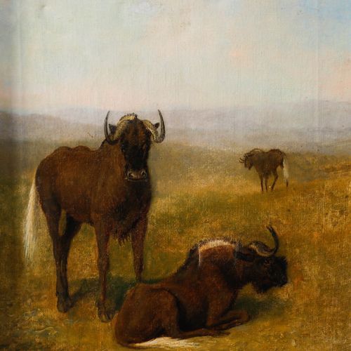 Circle Of Samuel Daniell (1775 1811) Oil, Wildebeest On Grassland photo Art