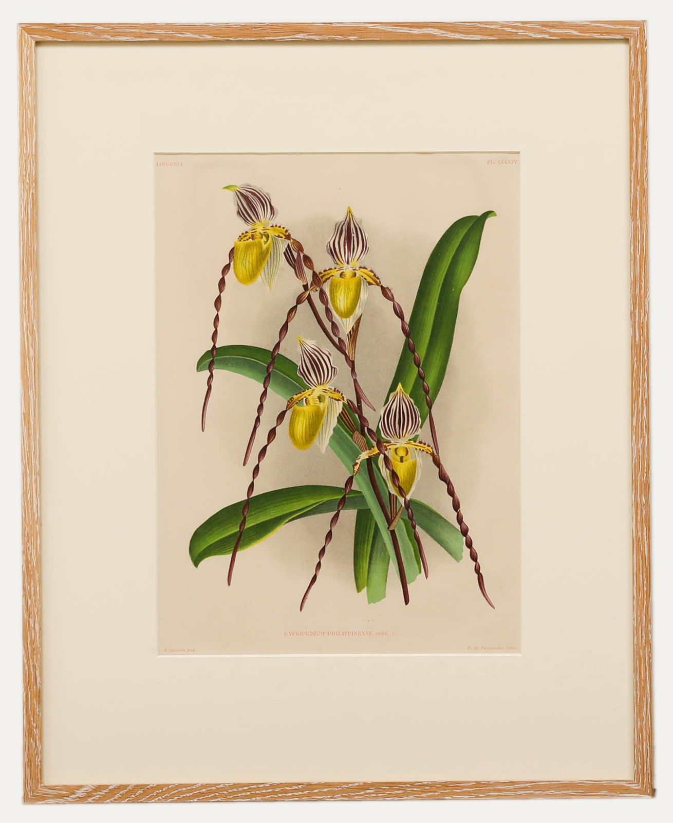 P. De Pannemaeker Framed Lithograph, Cypripedium Philippinense