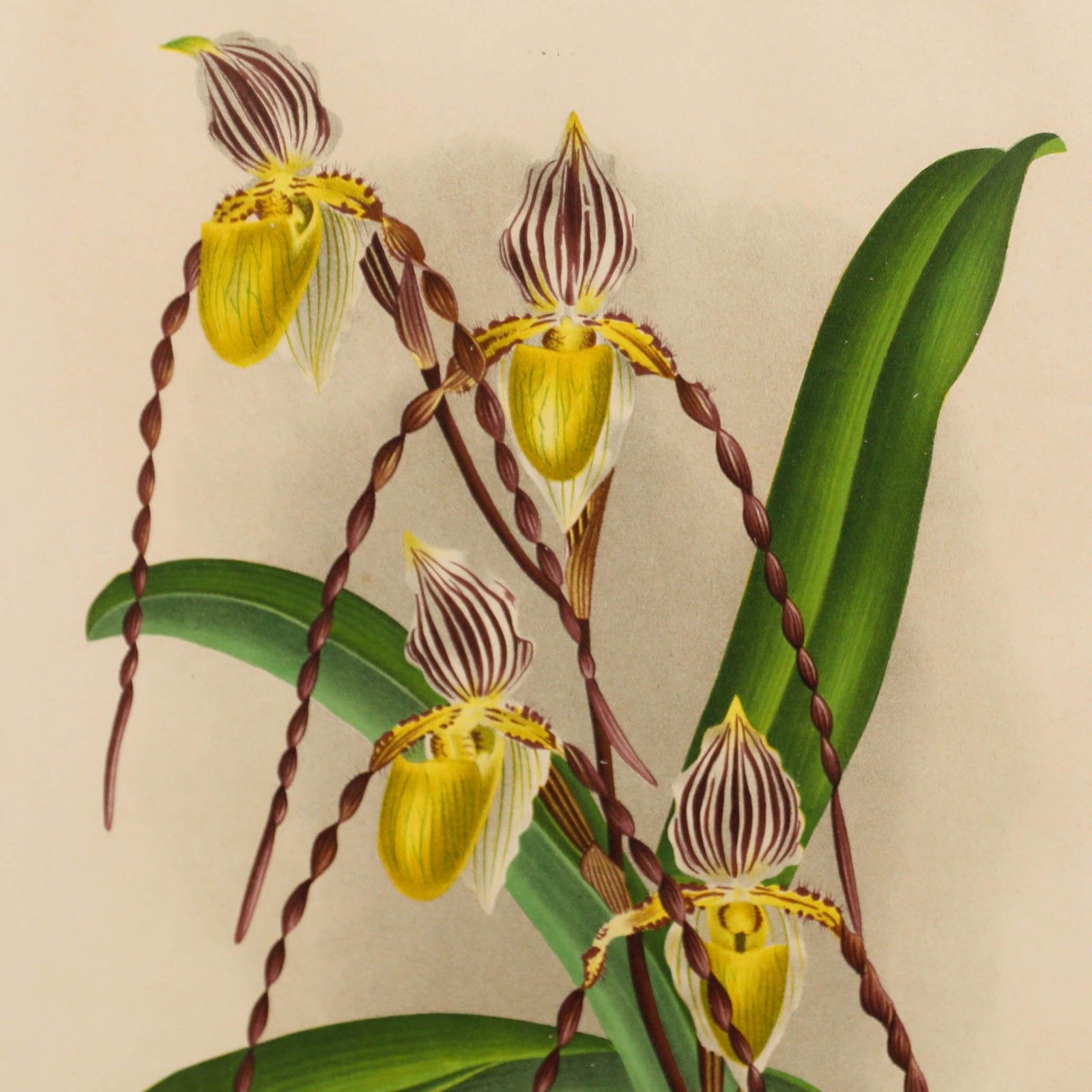 P. De Pannemaeker Framed Lithograph, Cypripedium Philippinense photo Art