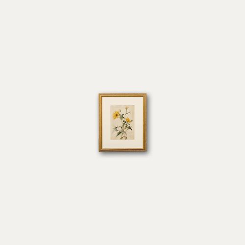 English School Late 19th Century Watercolour Helianthus photo vinterior