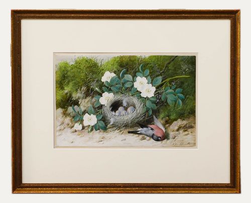 William Cruikshank (1848 1922) Framed Watercolour, Bullfinch Nest