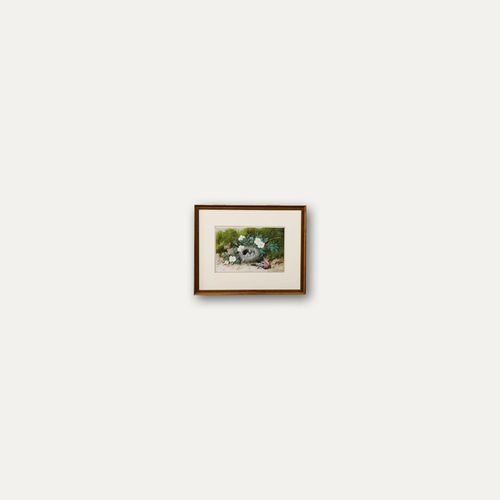 William Cruikshank (1848 1922) Framed Watercolour, Bullfinch Nest photo buy