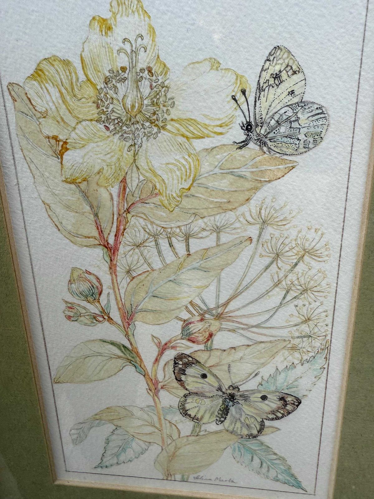 Vintage Botanical Watercolour, Rose Of Sharon, By Selina Martin – Framed Floral And Butterfly Illustration, Nature Inspired Wall Art photo furniture