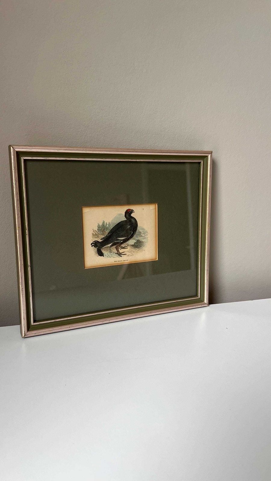 Antique 1800s Hand Coloured Print Of Black Grouse Bird In Glazed Frame