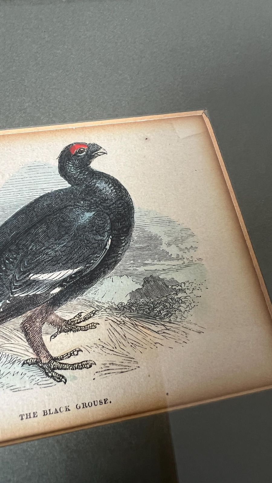 Antique 1800s Hand Coloured Print Of Black Grouse Bird In Glazed Frame photo buy