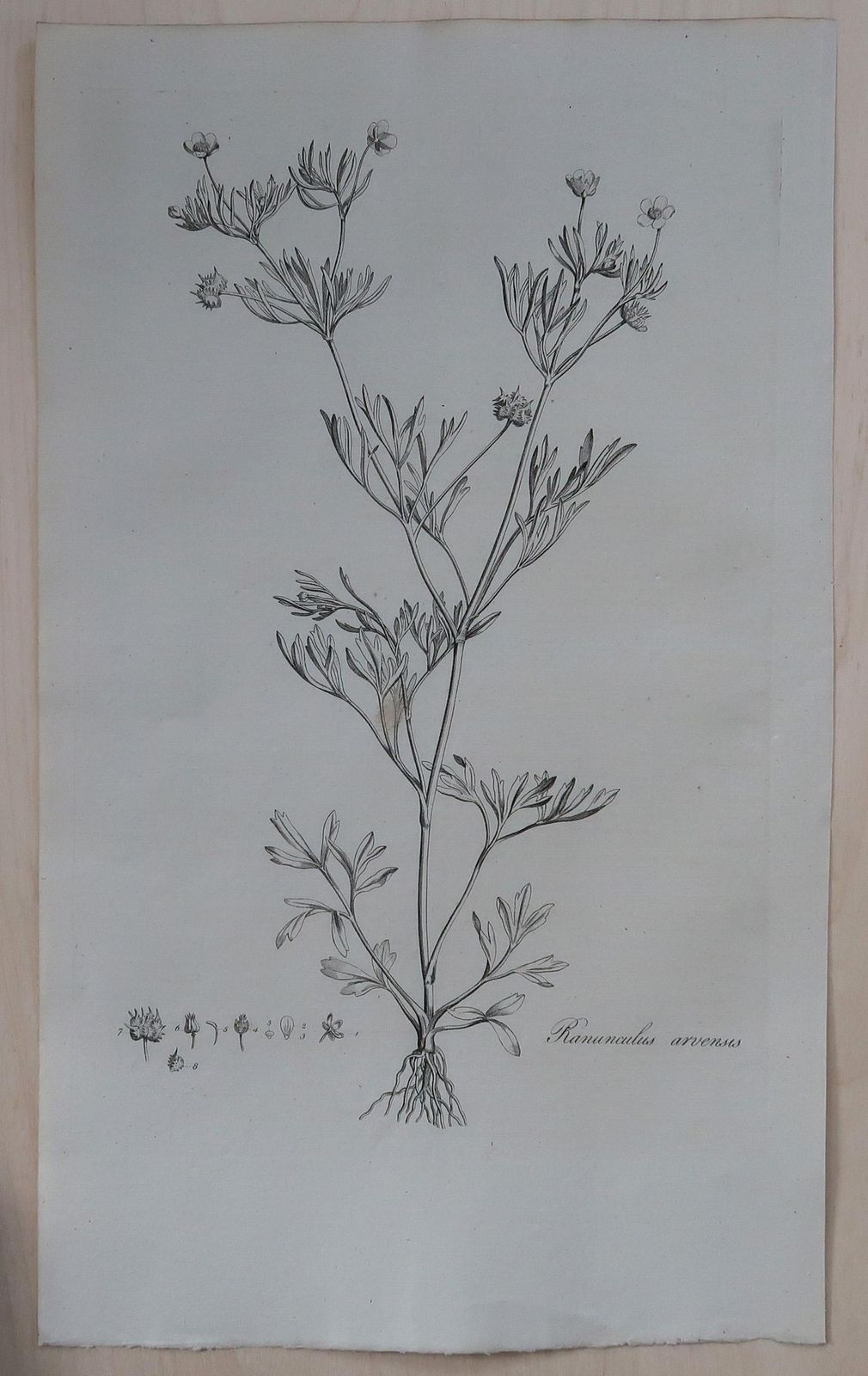 Set Of 8 Original Antique Large Scale Botanical Prints. Dated 1791 photo 350.0