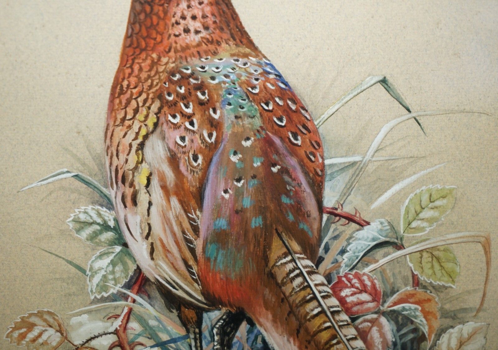 Vintage M Shermorne Signed Ornithology Watercolour Painting Of A Pheasant Bird photo Art
