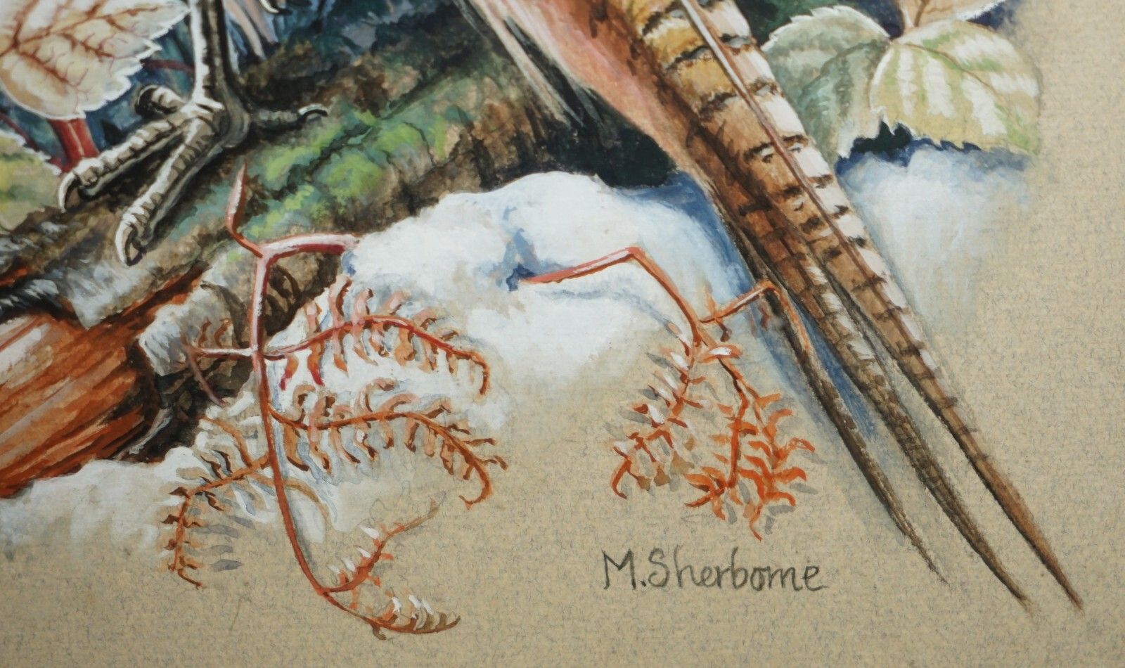 Vintage M Shermorne Signed Ornithology Watercolour Painting Of A Pheasant Bird photo buy