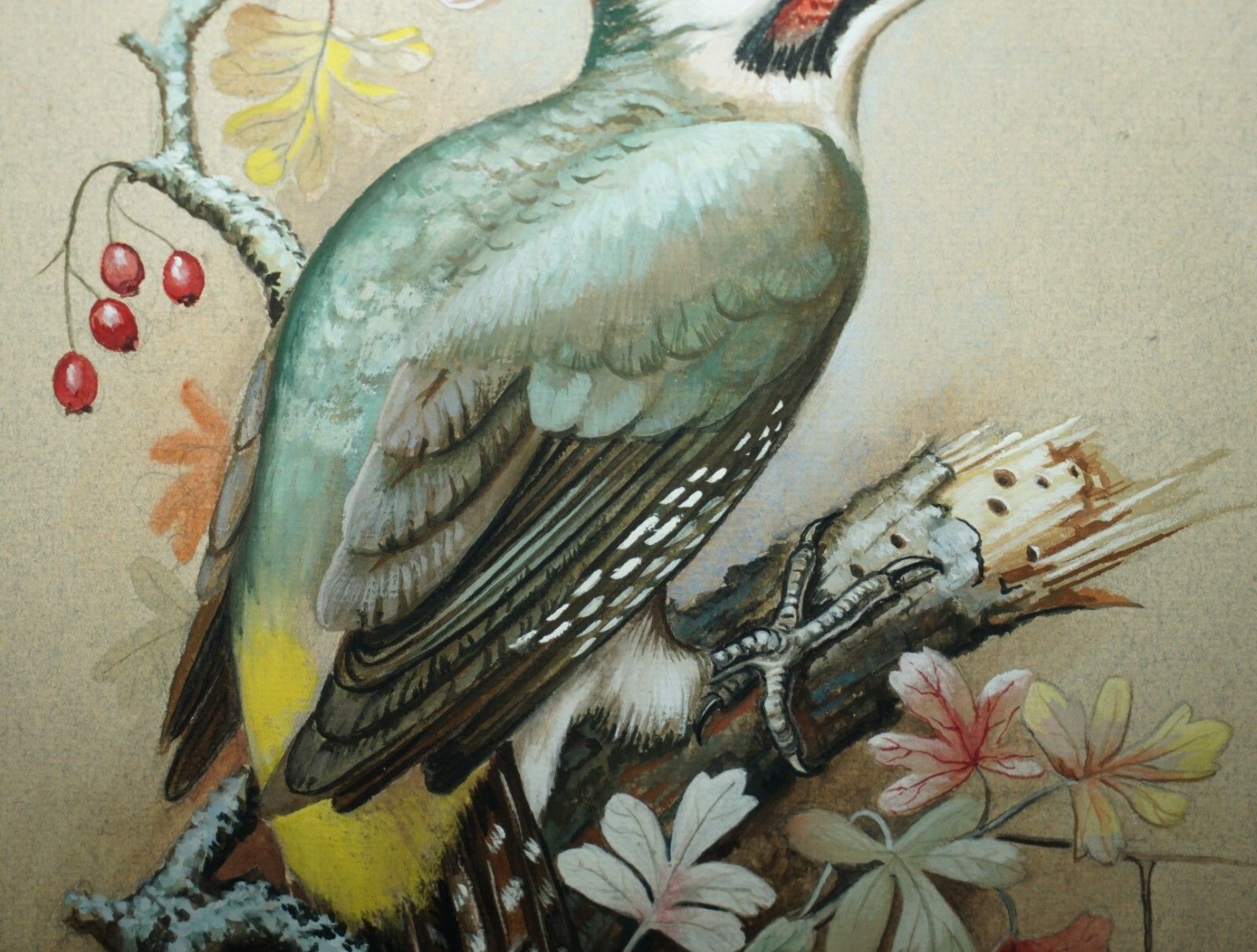 Vintage M Shermorne Signed Ornithology Watercolour Painting Of A Kingfisher Bird photo Art