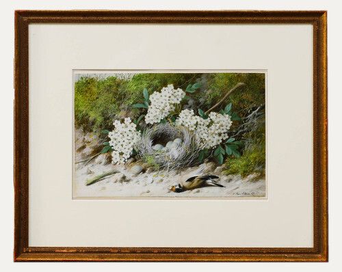 William Cruikshank (1848 1922)   Framed Watercolour, Goldfinch Nest