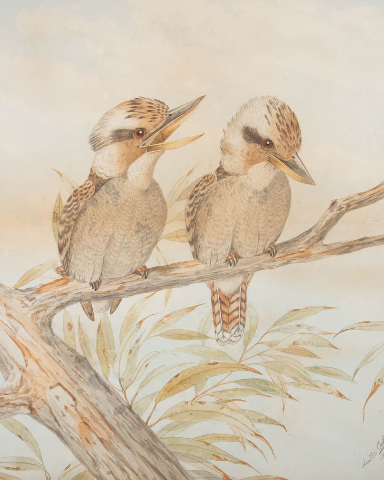 After Neville Henry Cayley (1854 1903)   1893 Lithograph, Kookaburras photo furniture