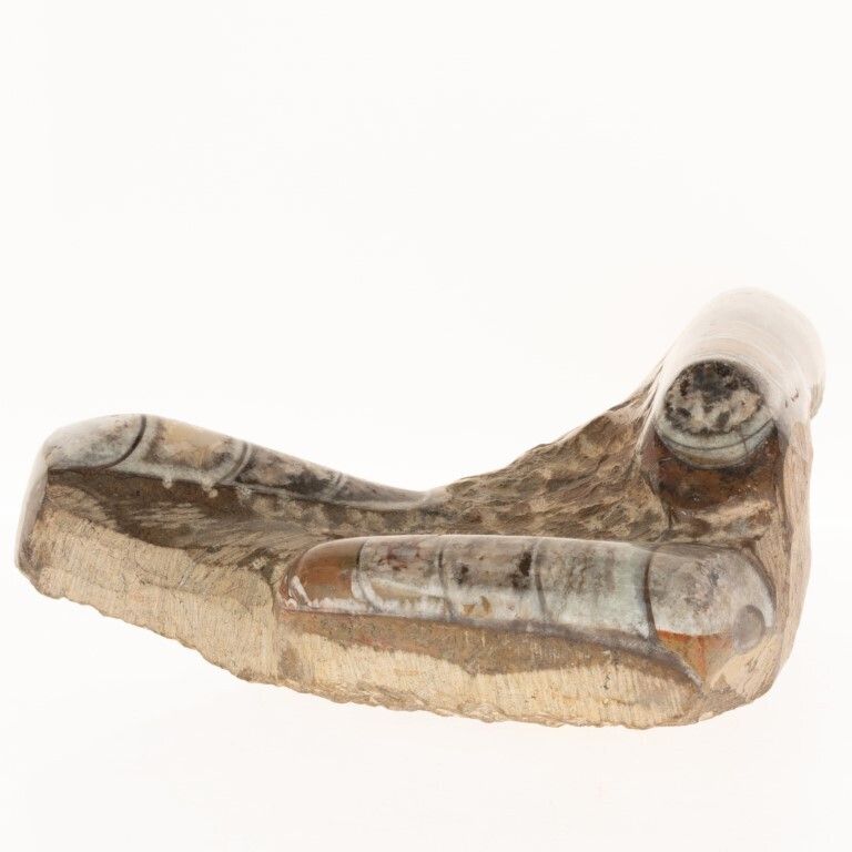 Natural History Fossil Brown Orthoceras Specimen Ashtray
