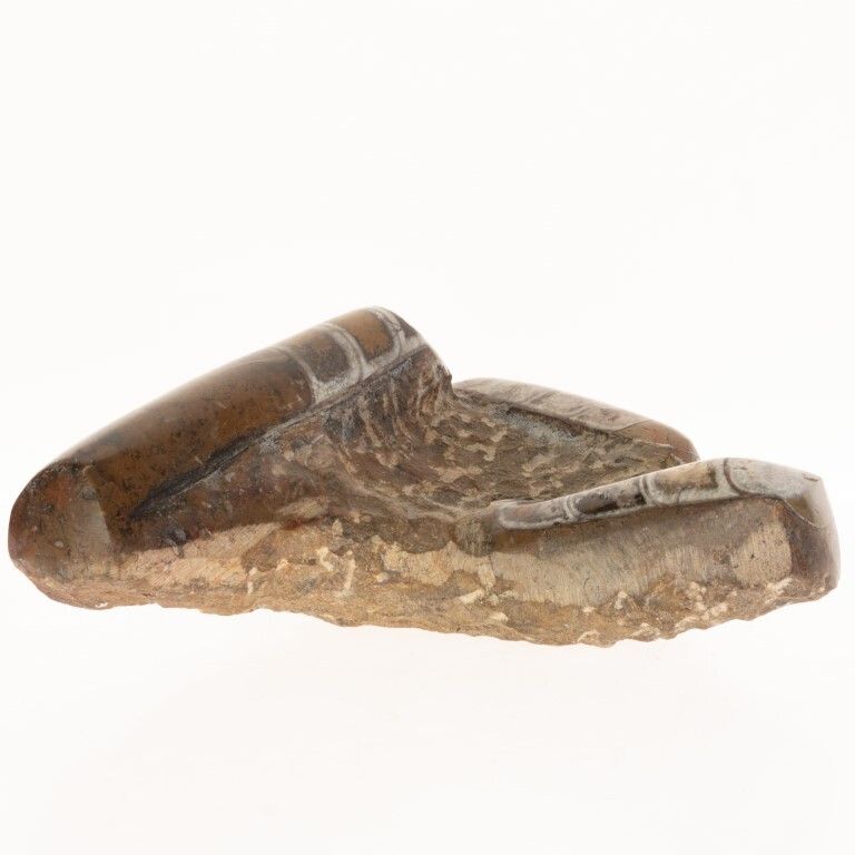 Natural History Fossil Brown Orthoceras Specimen Ashtray photo for sale