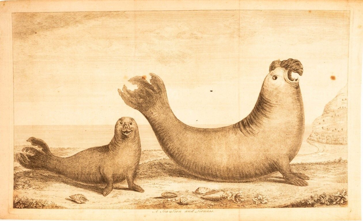 Antique 18th Century Etching Depicting A Male & Female Elephant Seal, As Featured In The Book “A Voyage Around The World” By George Anson