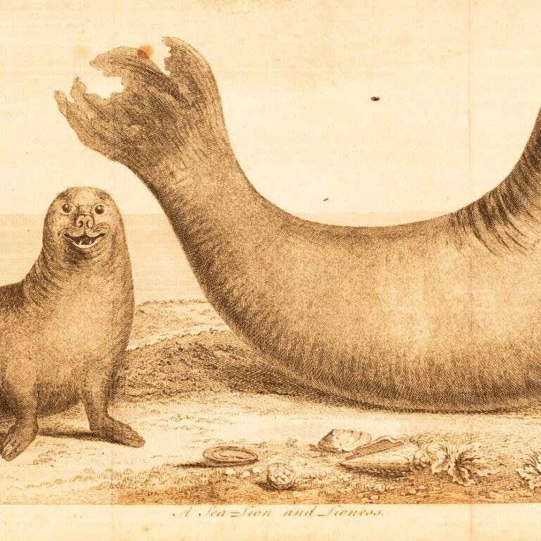 Antique 18th Century Etching Depicting A Male & Female Elephant Seal, As Featured In The Book “A Voyage Around The World” By George Anson photo furniture