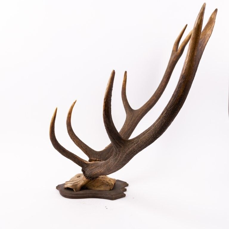 Antique Taxidermy Deer Antlers photo for sale