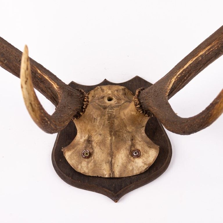 Antique Taxidermy Deer Antlers photo Home Decor