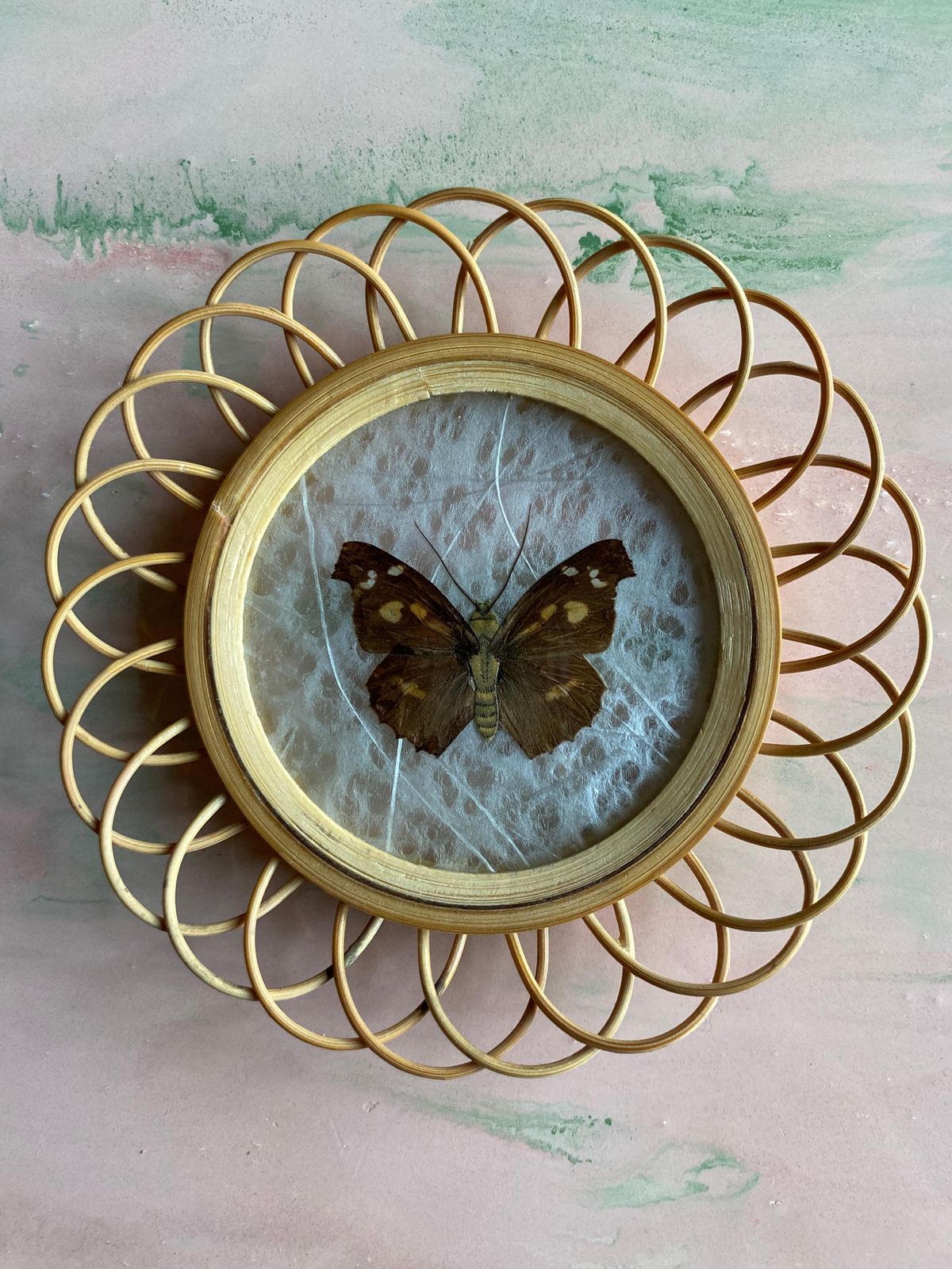 Taxidermy Wall Decoration Collection Of 3 Butterflies, Spain, 1950s photo Home Decor