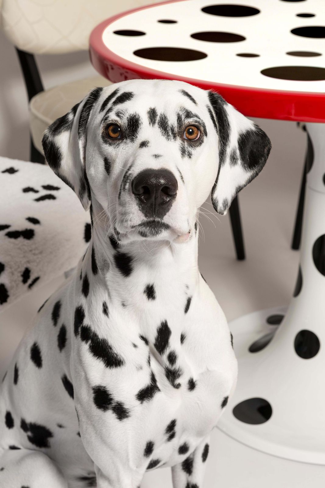 photo for sale Four Midcentury Hand Tufting Cruella Dalmatian Wool, Rajmund Halas Chairs, 1960s
