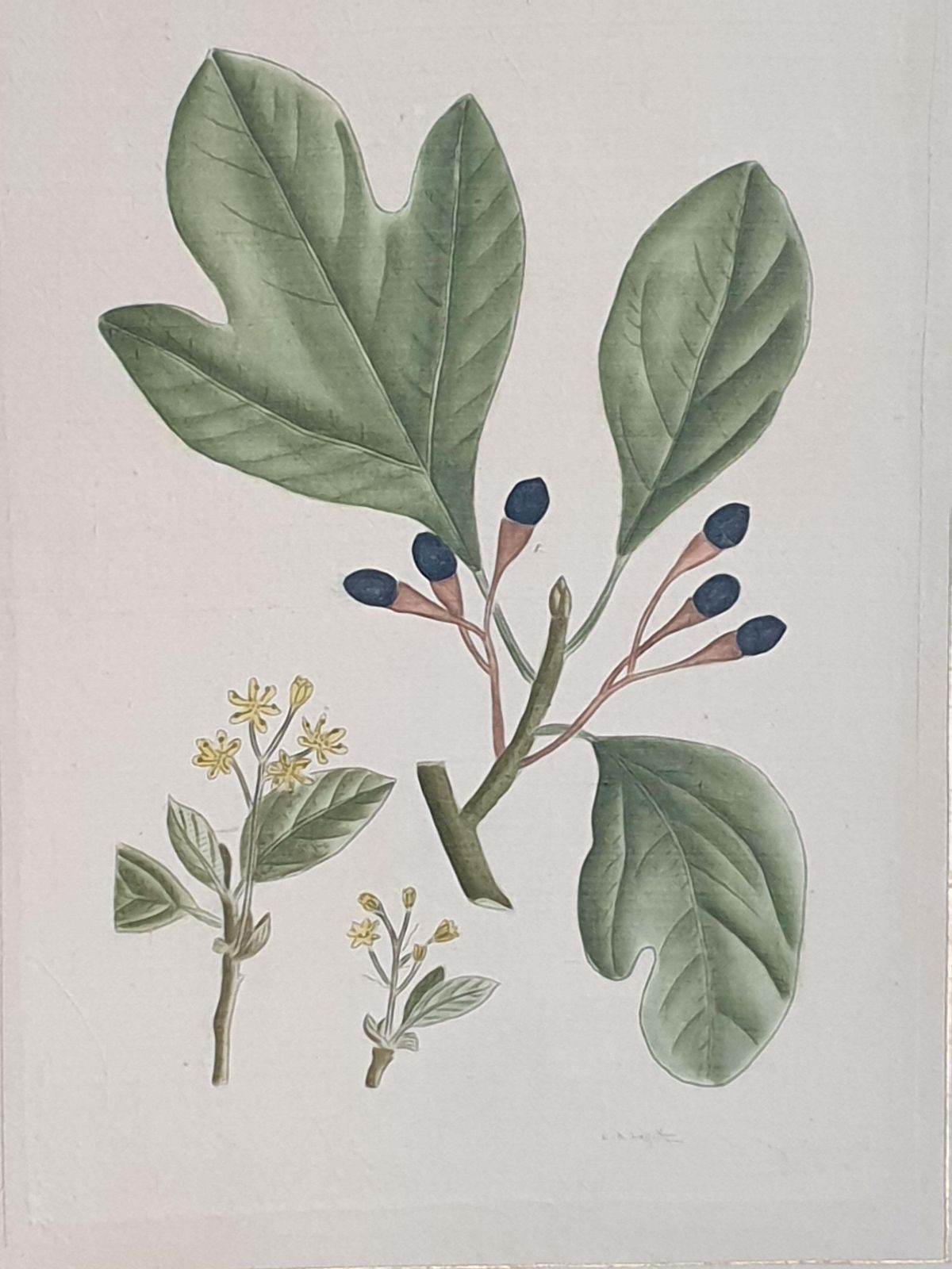 Set Of Four Botanical Watercolours Of Fruiting Plants On Silk, Laid On Handmade Paper, By La Roche Laffitte photo furniture