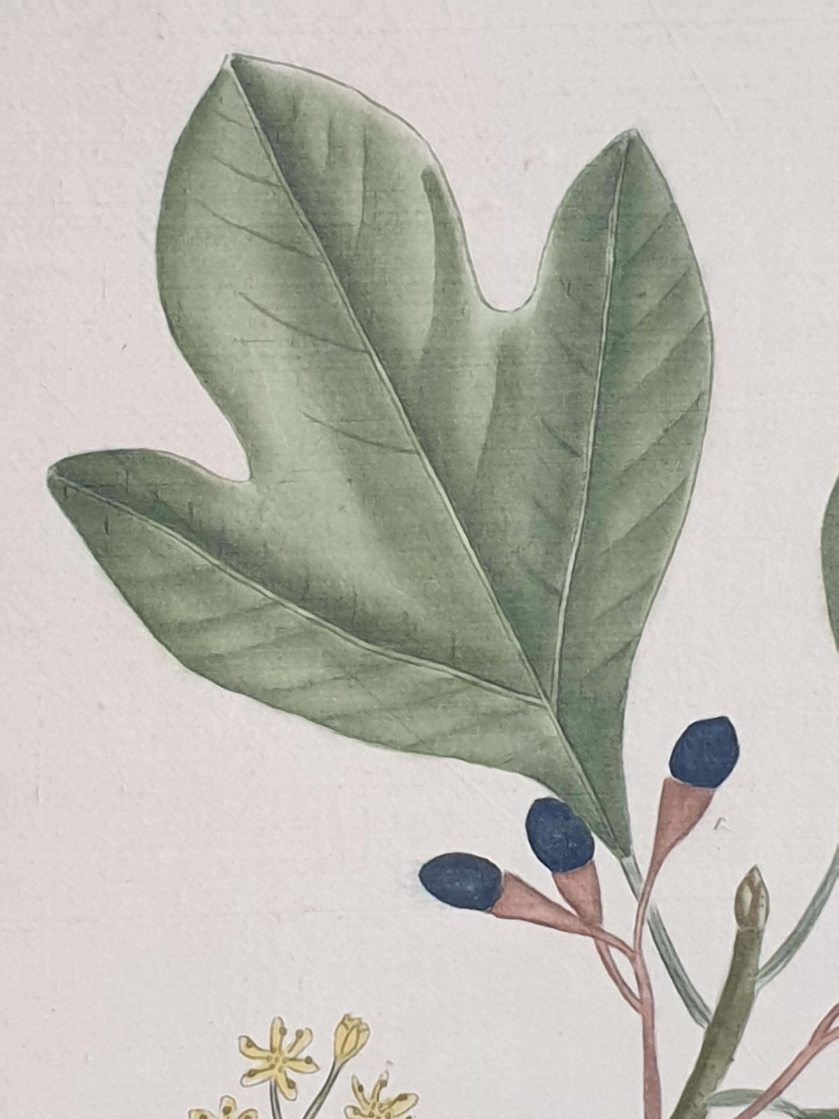 Set Of Four Botanical Watercolours Of Fruiting Plants On Silk, Laid On Handmade Paper, By La Roche Laffitte photo for sale