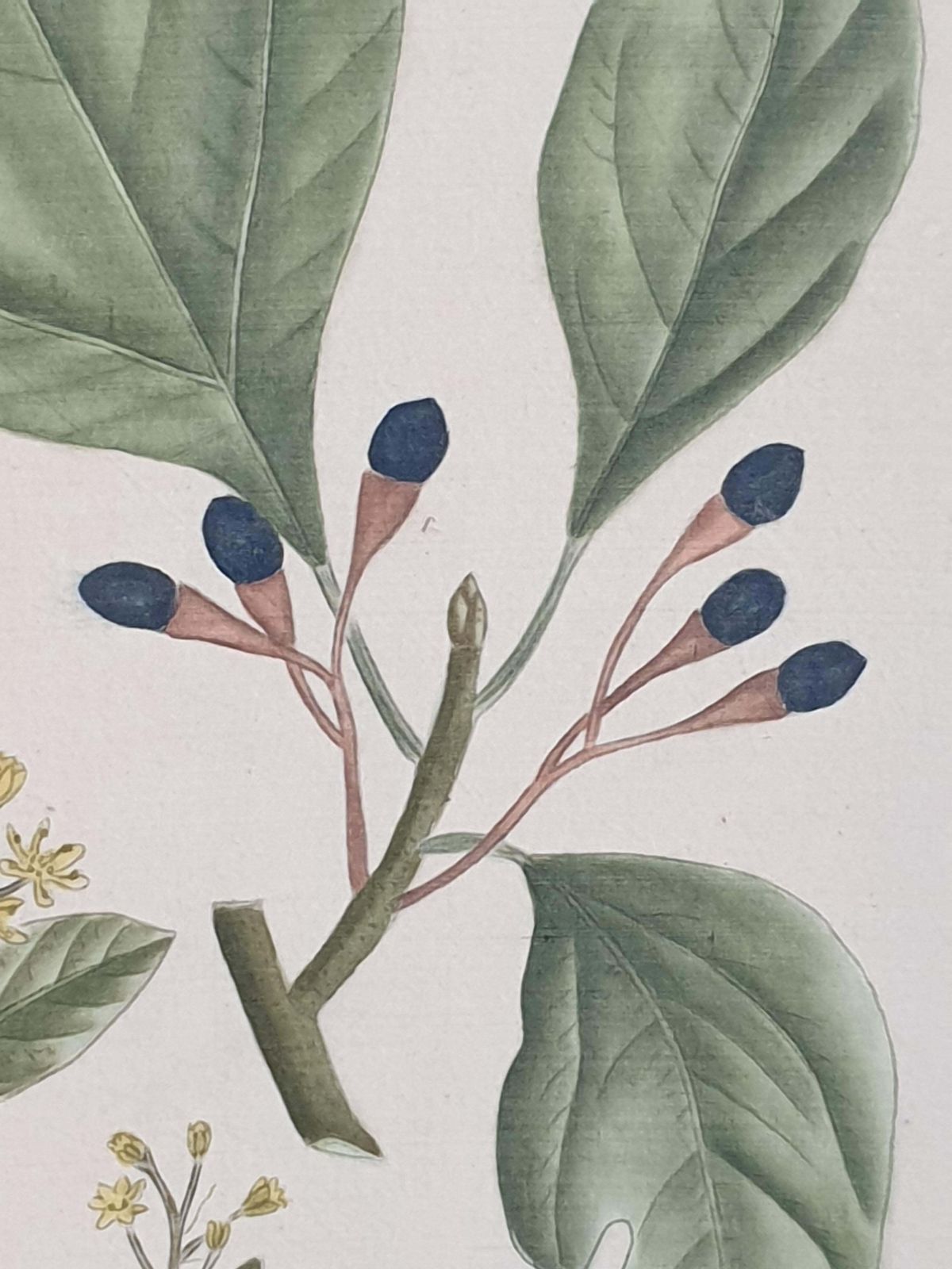 Set Of Four Botanical Watercolours Of Fruiting Plants On Silk, Laid On Handmade Paper, By La Roche Laffitte photo Art