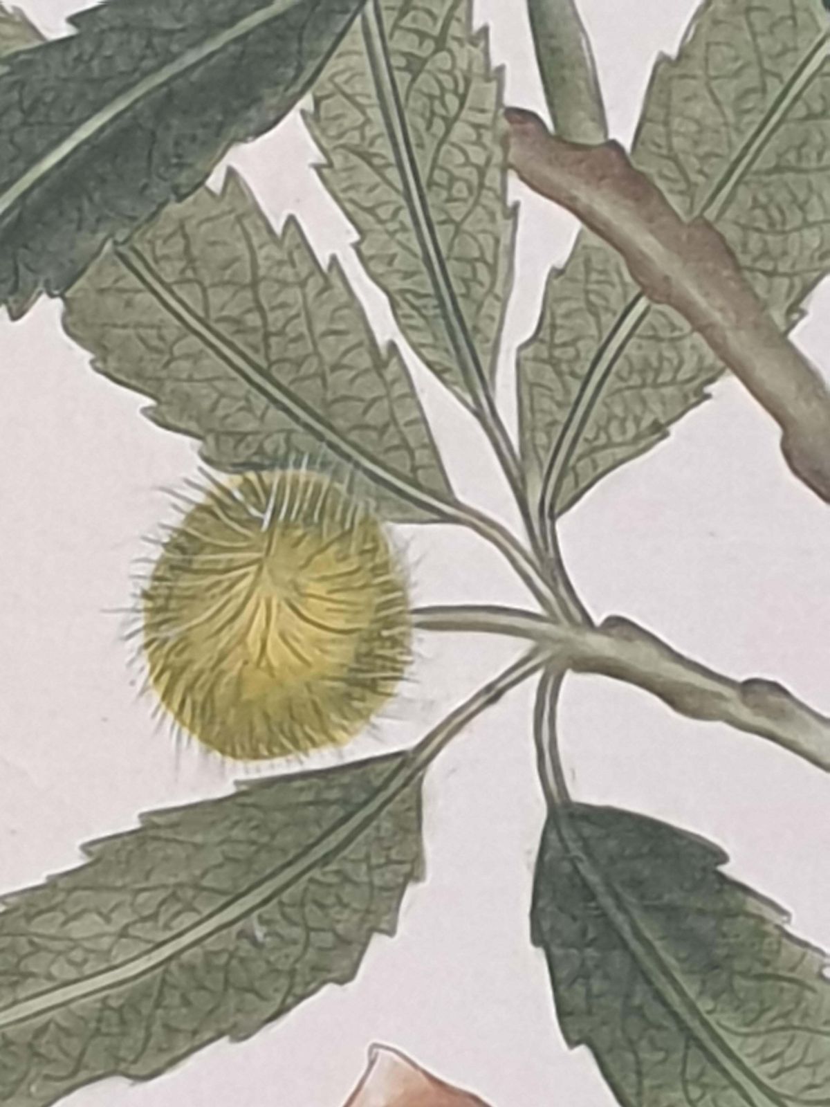 Set Of Four Botanical Watercolours Of Fruiting Plants On Silk, Laid On Handmade Paper, By La Roche Laffitte photo vintage