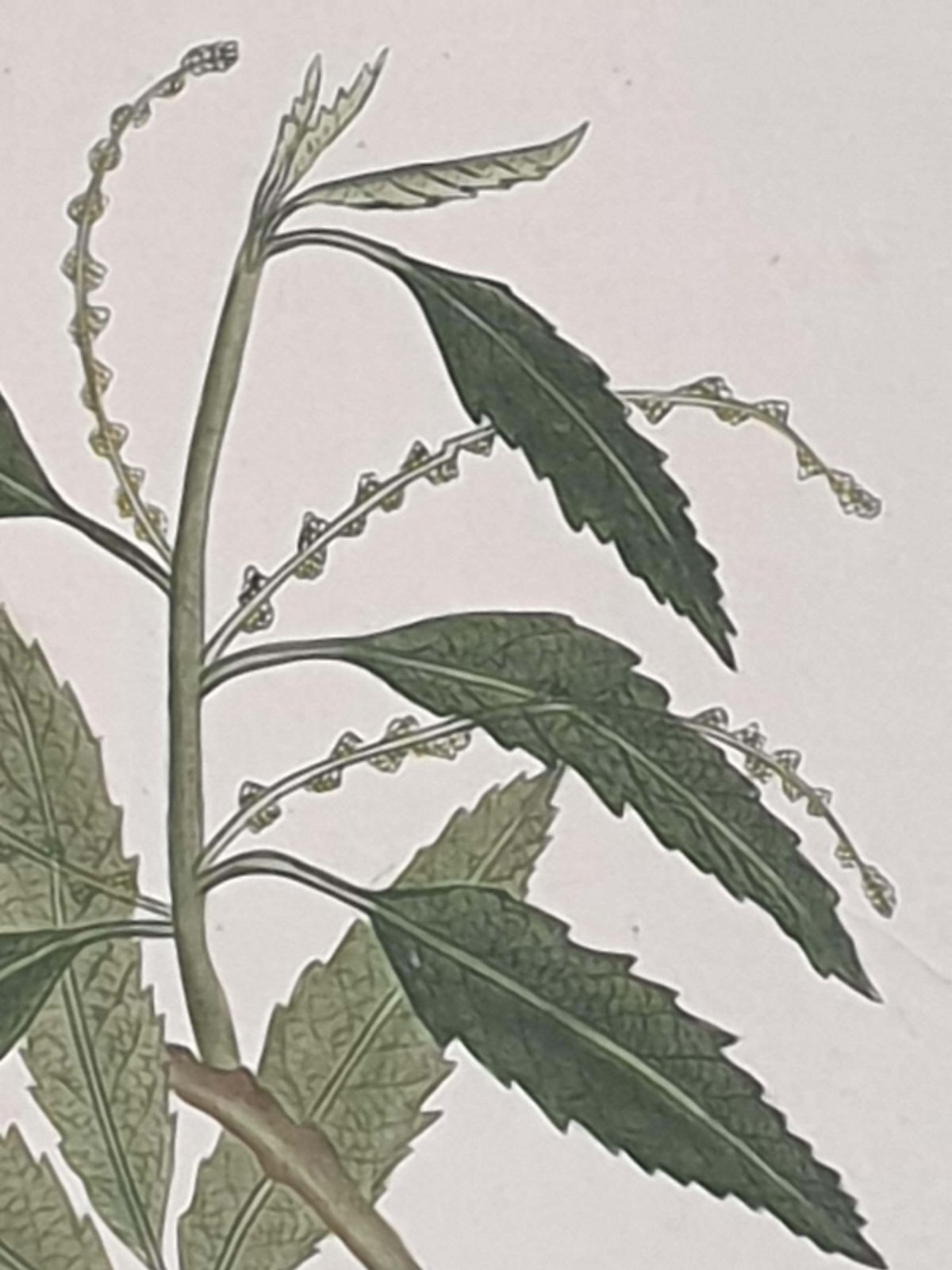 photo for sale Set Of Four Botanical Watercolours Of Fruiting Plants On Silk, Laid On Handmade Paper, By La Roche Laffitte