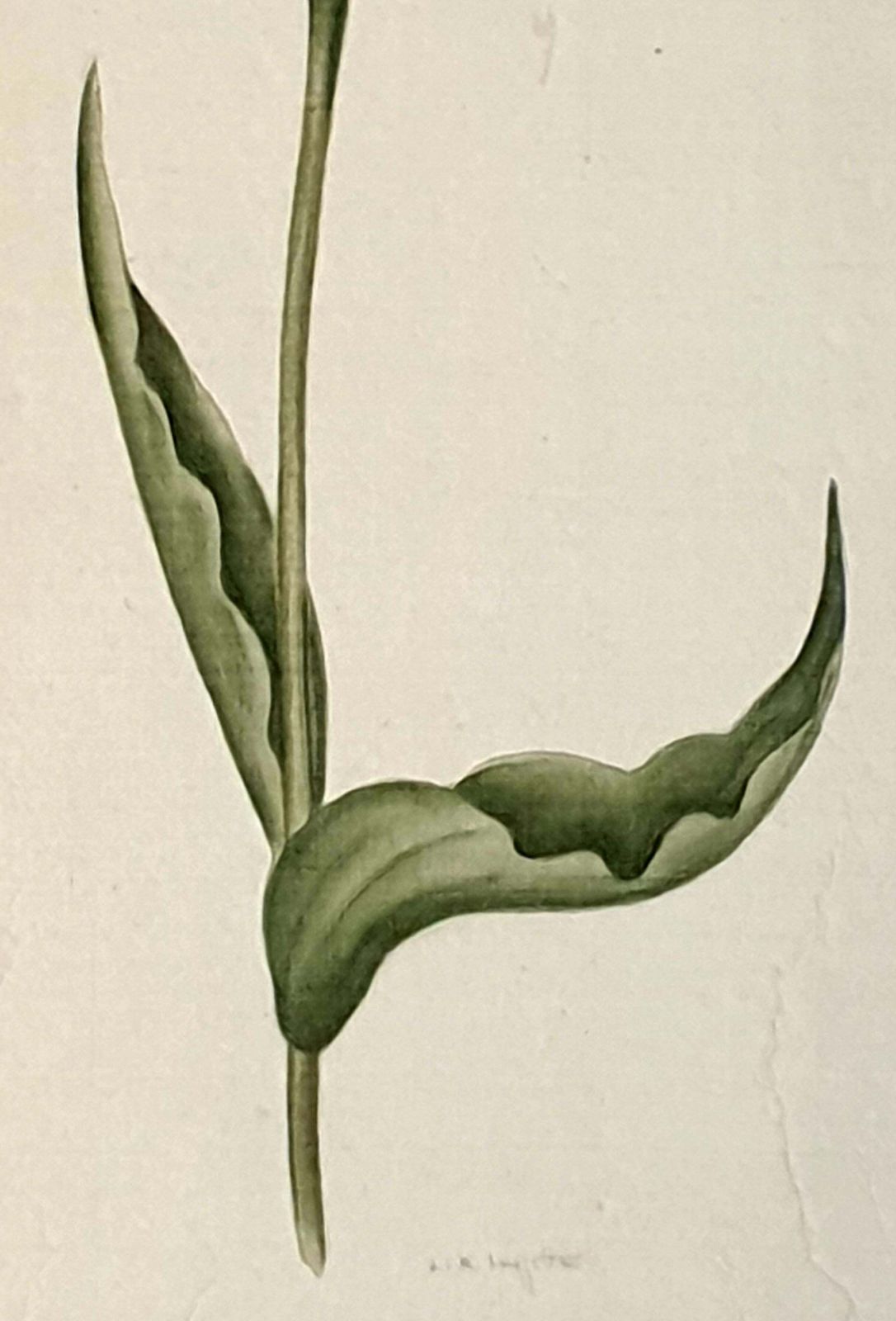 Botanical Studies, Watercolours On Silk On Handmade Paper, Set Of Three Tulips By La Roche Laffitte photo for sale