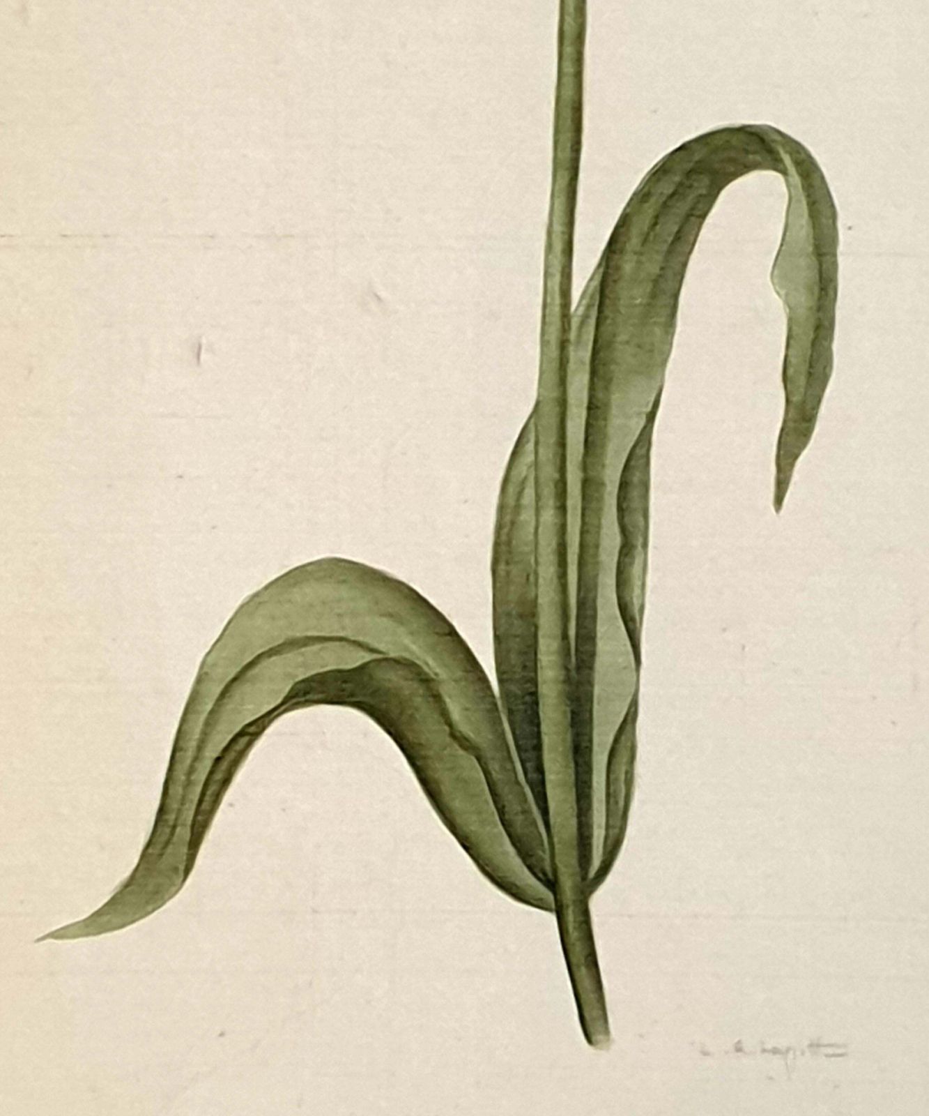 photo for sale Botanical Studies, Watercolours On Silk On Handmade Paper, Set Of Three Tulips By La Roche Laffitte