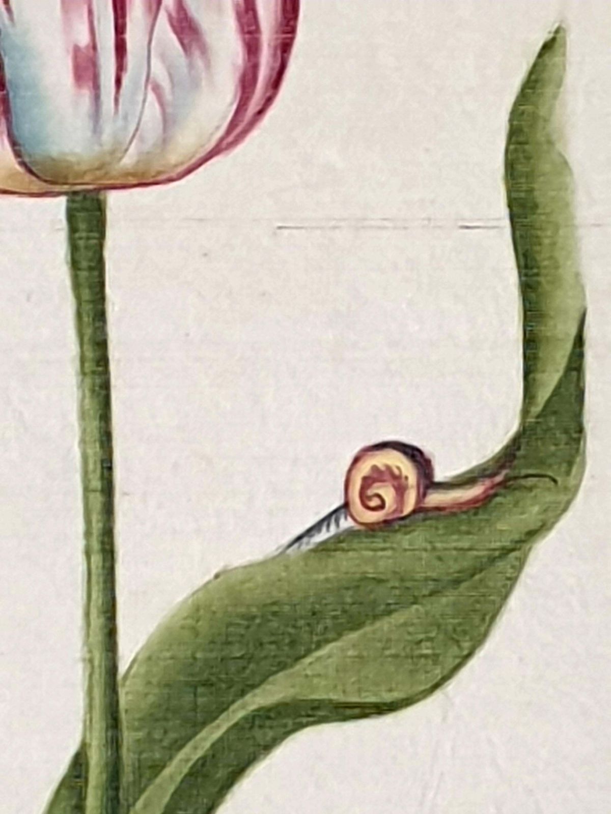 photo vintage Botanical Studies, Watercolours On Silk On Handmade Paper, Set Of Three Tulips By La Roche Laffitte