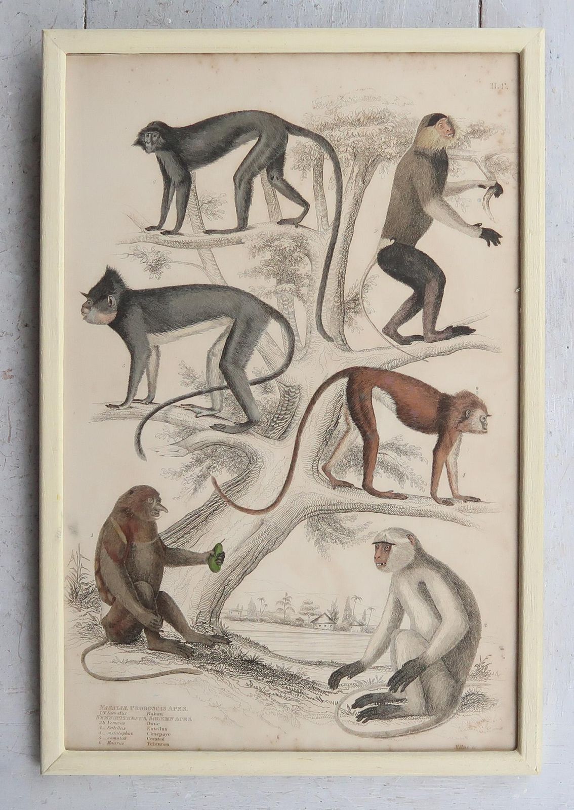 Set Of 10 Original Antique Monkey Prints In Cream Painted Frames, 1830s photo vinterior