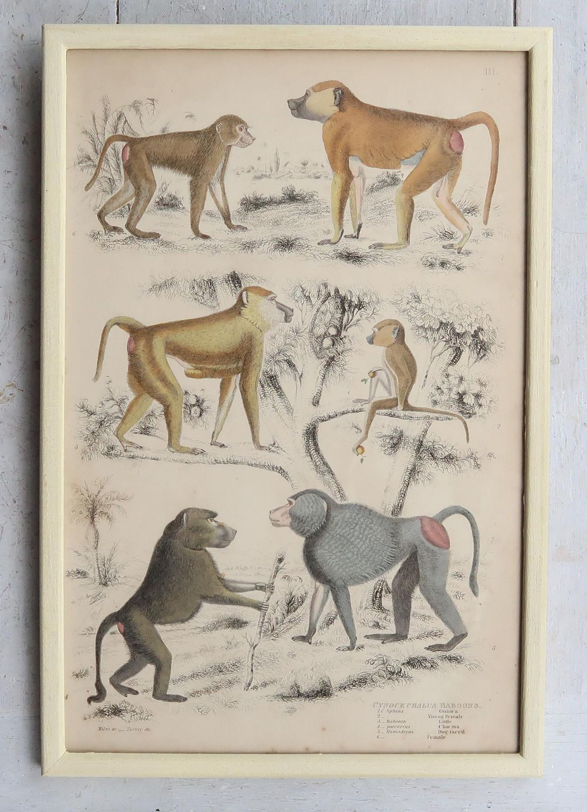photo for sale Set Of 10 Original Antique Monkey Prints In Cream Painted Frames, 1830s