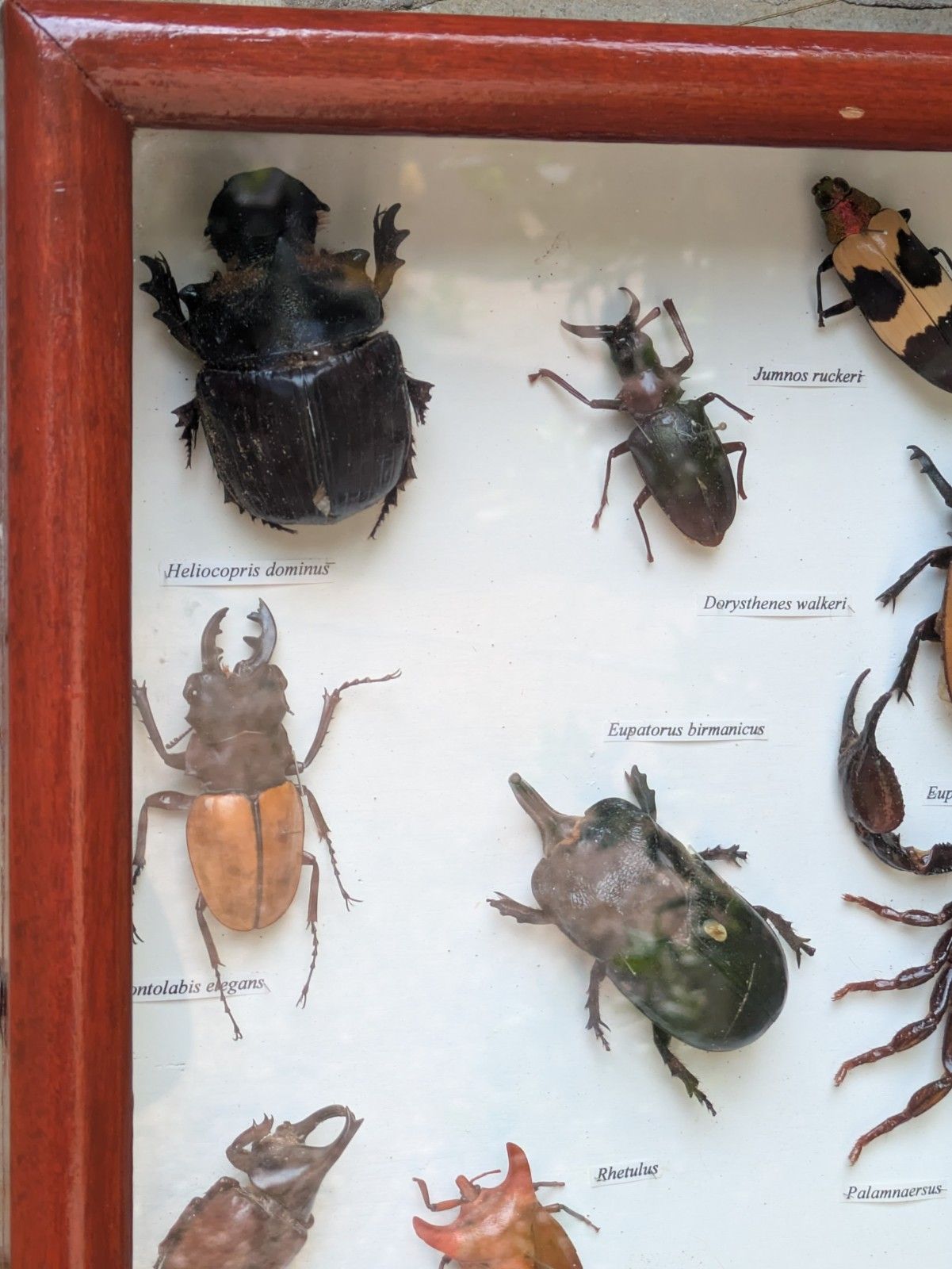 Antique Case Of Beetle Specimen Entomology photo Home Decor