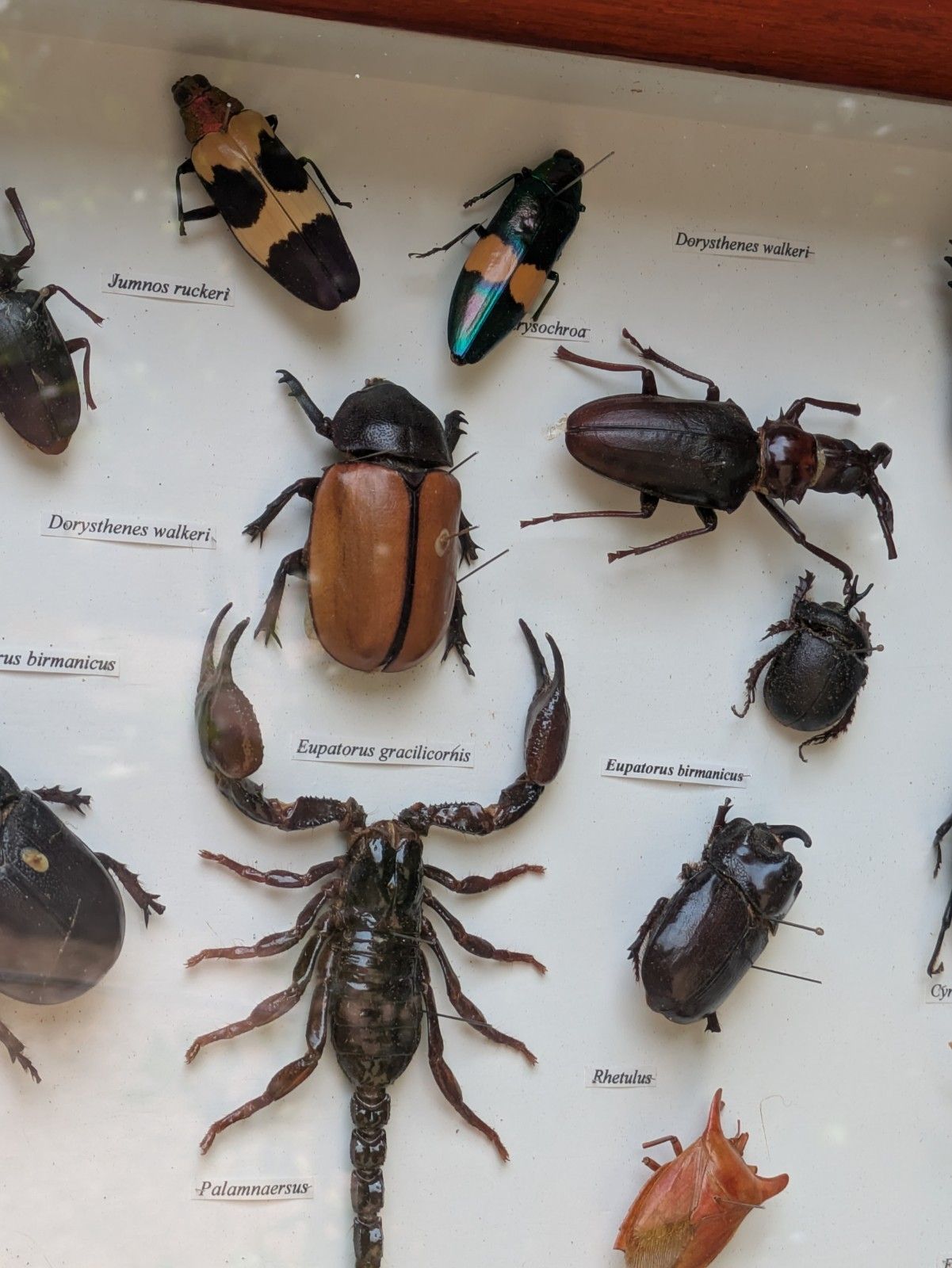 Antique Case Of Beetle Specimen Entomology photo 265.0