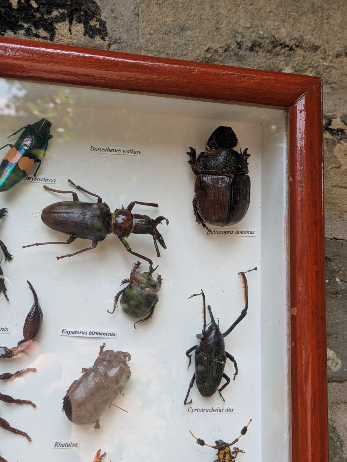 Antique Case Of Beetle Specimen Entomology photo vintage