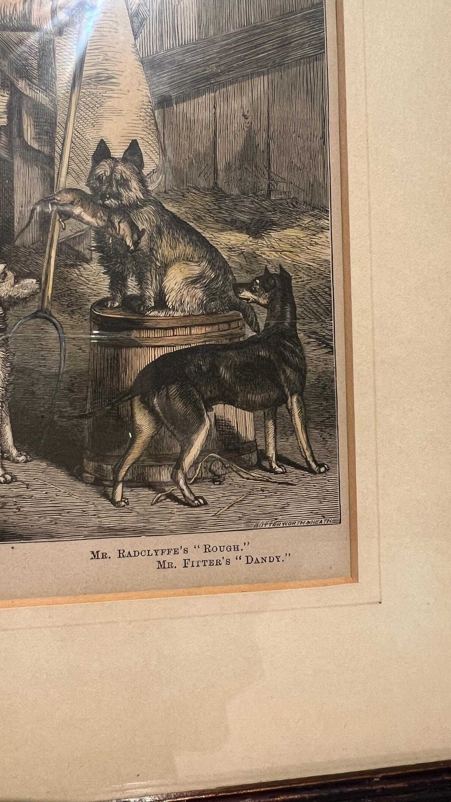 Antique 19th Century Book Print Of Dog Breeds And Handler – Framed And Glazed photo Art