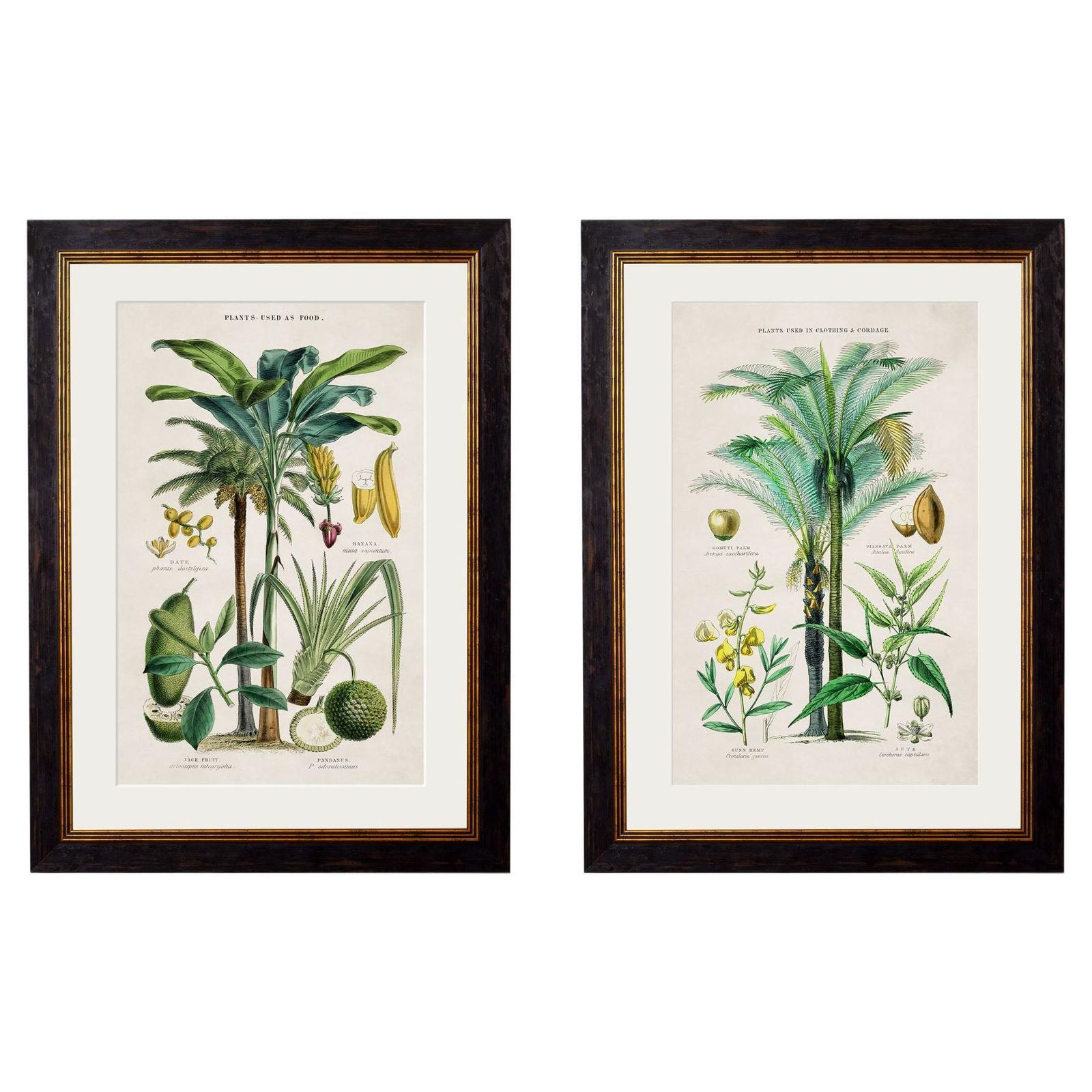 Set 0f Two Tropical Plants Framed Prints From 19thc Originals