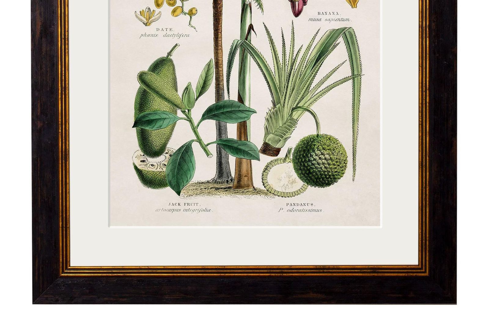 Set 0f Two Tropical Plants Framed Prints From 19thc Originals photo 295.0