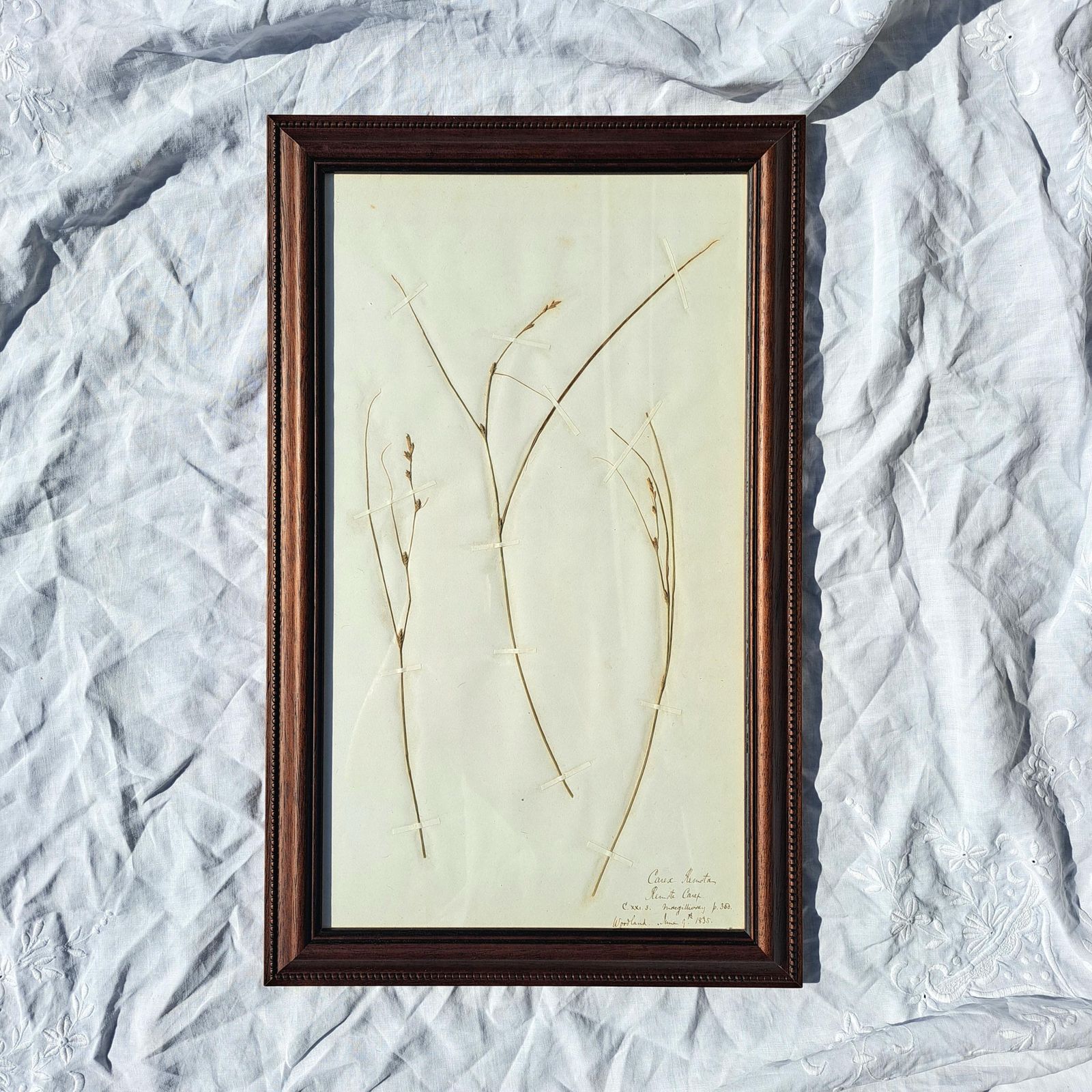 Antique Herbarium | Sedge Species | Custom Wooden Frame | Victorian | Rare | Botanical Art photo furniture