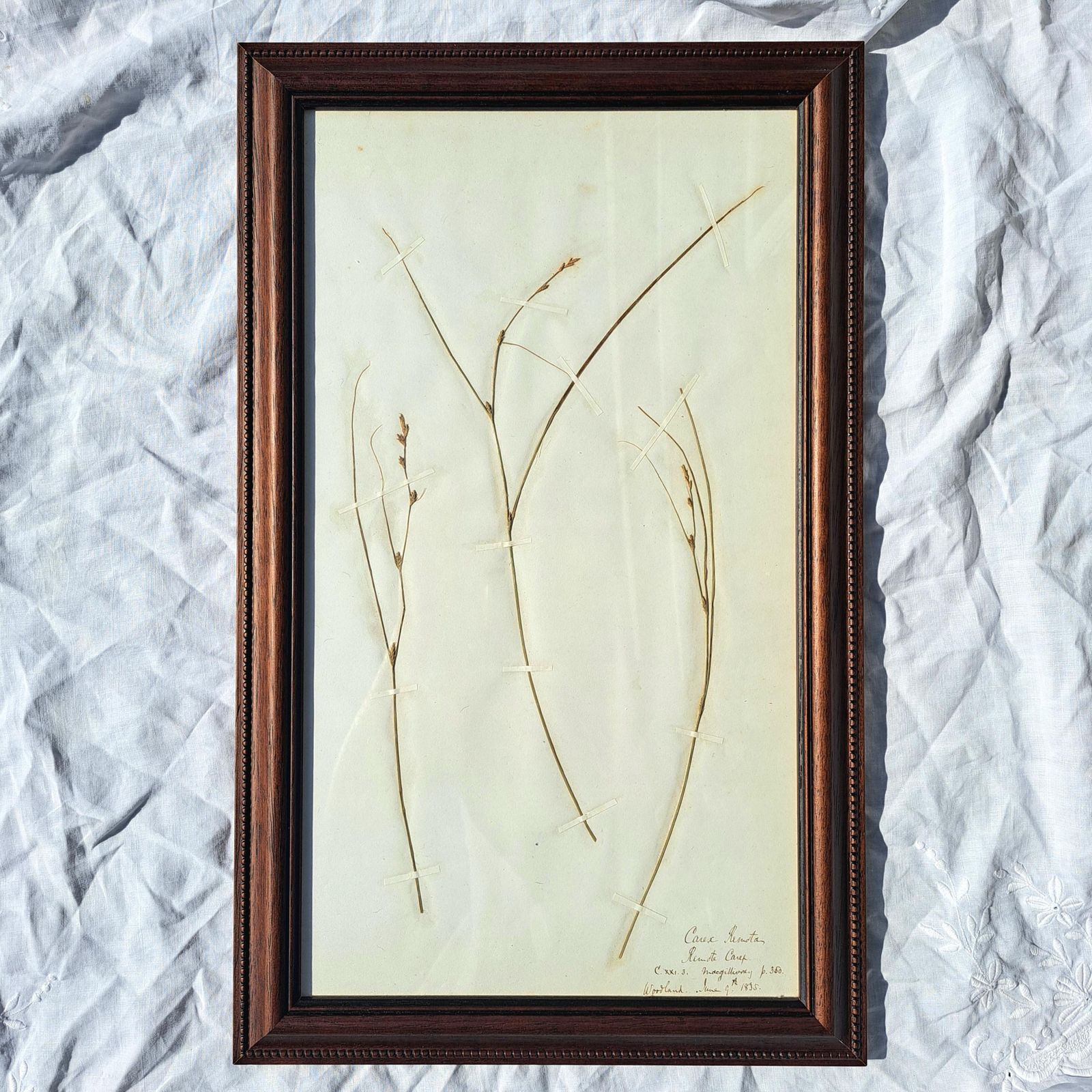 Antique Herbarium | Sedge Species | Custom Wooden Frame | Victorian | Rare | Botanical Art photo vintage