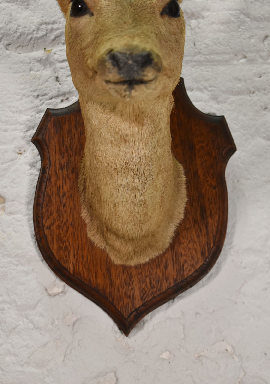 Antique Mounted Taxidermy Roebuck Deer Head photo 250.0