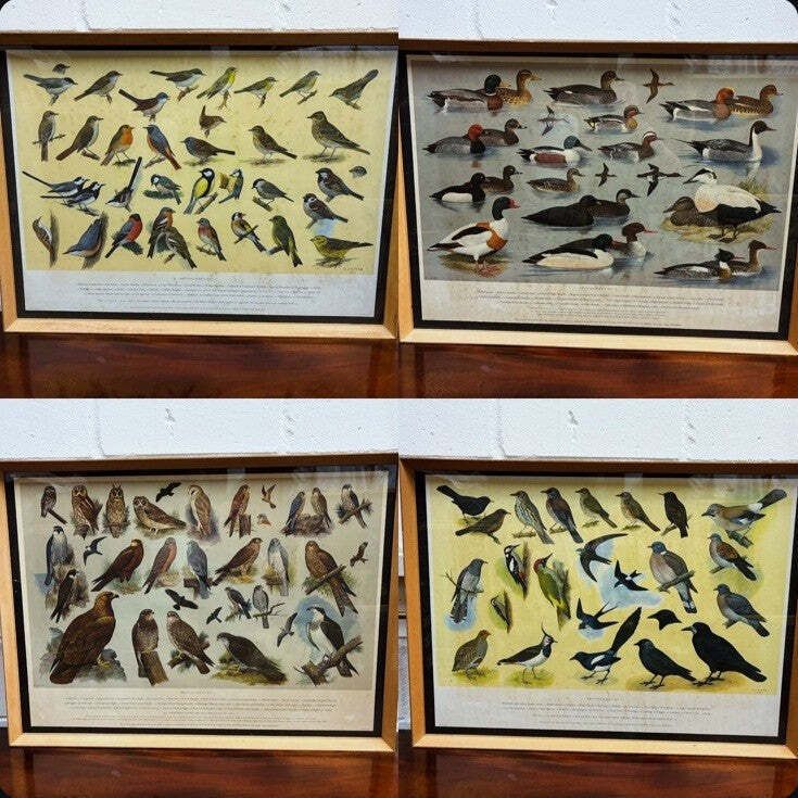 4 Huge 1950's Framed Classroom British Birds Prints. Very Colourful
