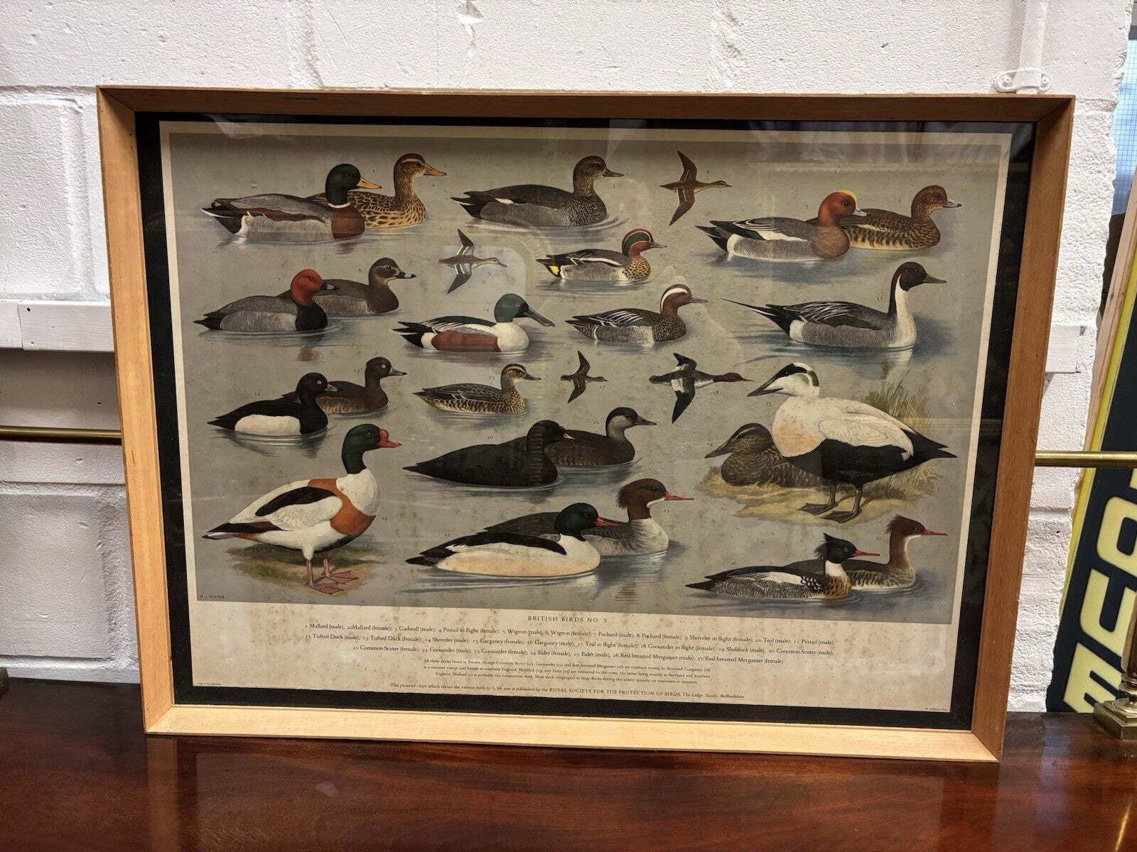 4 Huge 1950's Framed Classroom British Birds Prints. Very Colourful photo for sale